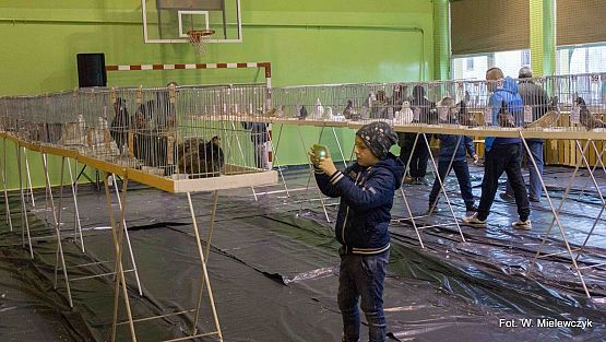 Grafika 12: II NOWOWIEJSKI POKAZ GOŁĘBII RASOWYCH I DROBIU RASOWEGO pod patronatem Wójta Gminy Nowa Wieś Lęborska.