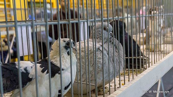 Grafika 13: II NOWOWIEJSKI POKAZ GOŁĘBII RASOWYCH I DROBIU RASOWEGO pod patronatem Wójta Gminy Nowa Wieś Lęborska.