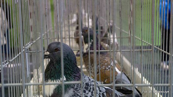 Grafika 15: II NOWOWIEJSKI POKAZ GOŁĘBII RASOWYCH I DROBIU RASOWEGO pod patronatem Wójta Gminy Nowa Wieś Lęborska.