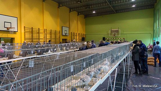Grafika 14: II NOWOWIEJSKI POKAZ GOŁĘBII RASOWYCH I DROBIU RASOWEGO pod patronatem Wójta Gminy Nowa Wieś Lęborska.