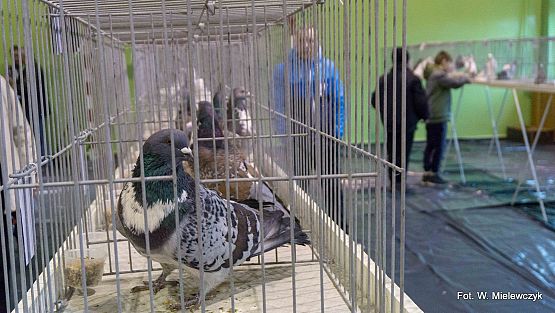 Grafika 16: II NOWOWIEJSKI POKAZ GOŁĘBII RASOWYCH I DROBIU RASOWEGO pod patronatem Wójta Gminy Nowa Wieś Lęborska.