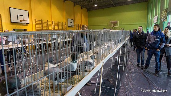 Grafika 17: II NOWOWIEJSKI POKAZ GOŁĘBII RASOWYCH I DROBIU RASOWEGO pod patronatem Wójta Gminy Nowa Wieś Lęborska.