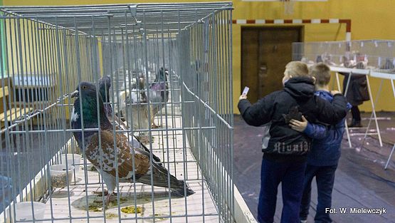 Grafika 19: II NOWOWIEJSKI POKAZ GOŁĘBII RASOWYCH I DROBIU RASOWEGO pod patronatem Wójta Gminy Nowa Wieś Lęborska.