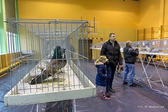 Grafika 1: II NOWOWIEJSKI POKAZ GOŁĘBII RASOWYCH I DROBIU RASOWEGO pod patronatem Wójta Gminy Nowa Wieś Lęborska.