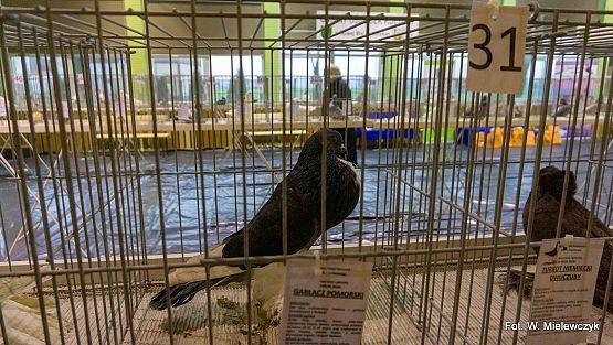 Grafika 2: II NOWOWIEJSKI POKAZ GOŁĘBII RASOWYCH I DROBIU RASOWEGO pod patronatem Wójta Gminy Nowa Wieś Lęborska.