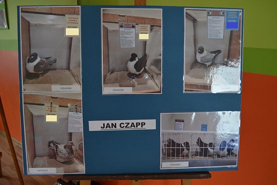 Wystawa gołębi Hodowcy Jana Czapp