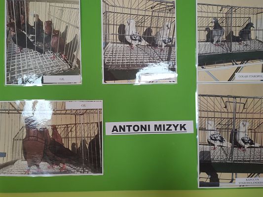Wystawa gołębi Hodowcy Antoniego Mizyk