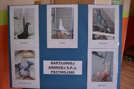 Wystawa gołębi Hodowcy Bartłomieja Andrzeja S.P.J.Pryjomski