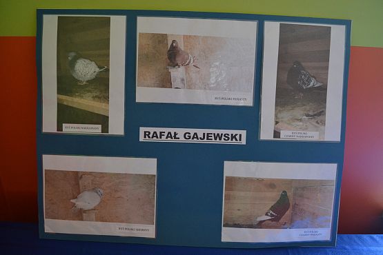 Wystawa gołębi Hodowcy Rafała Gajewskiego